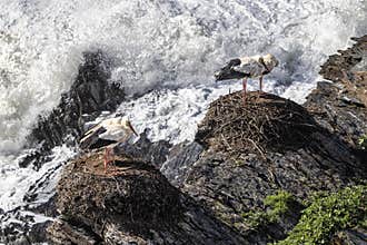 White storks in their nest on a cliff along the coastline of Odeceixe, Algarve, Portugal