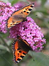 Couple of two small Tortoiseshell butterflies at a butterfly-bush, Netherlands