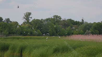 Many river gulls hunt fish in lakes, rivers, and canals. Seagulls fly over