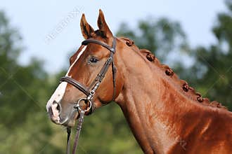 Extreme closeup of a domestic saddle horse on a rural animal farm. Portrait of an angloarabian chestnut colored stallion against
