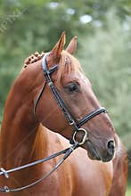 Extreme closeup of a domestic saddle horse on a rural animal farm. Portrait of an angloarabian chestnut colored stallion against