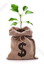 Money tree