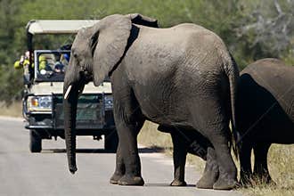 Elephants and tourist