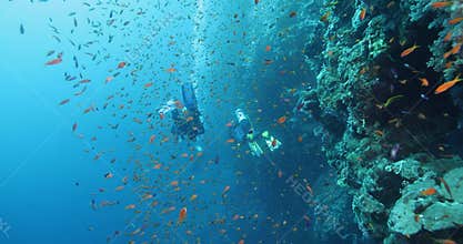 Group of scuba divers swimming between red fish at coral reef. Diving instructor and group students