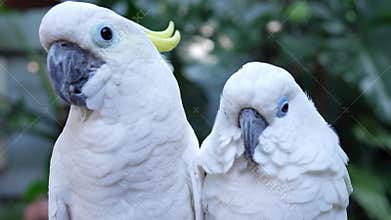 Couple love Yellow crested cockatoo together a medium sized