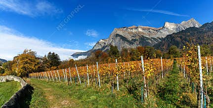 hiking trail leading through the vineyards of Maienfeld village in autumn with tall mountains behind