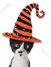 Halloween kitten