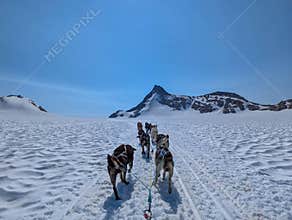 Dog sled in a glacier