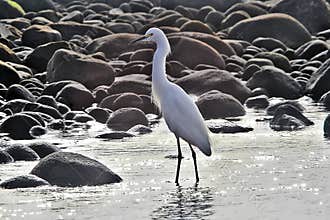 Wildlife in Guatemala: A Snowy egret is seen foraging on a beach in El Salvador