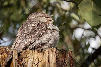 Well camouflaged frogmouth birds, mother and child, sit on a tree stump.