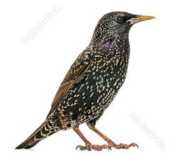 Side view of a Common Starling, Sturnus vulgaris, isolated