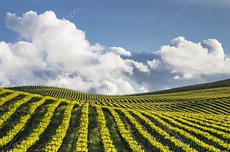 Rolling Vineyards
