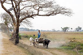 Cattle Cart in Dusty Landscape