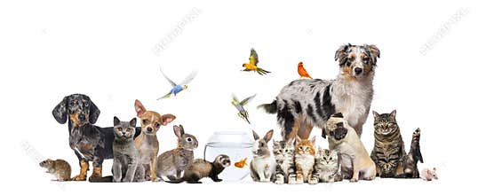 Group of pets posing Cats and dogs dog, cat, ferret, rabbit, fish, rodent bird, rabbit, isolated on white