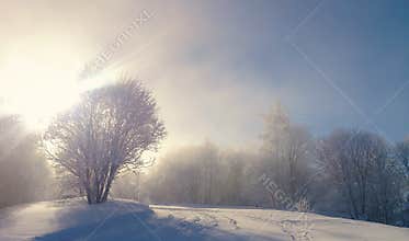 Morning fog clears over the snow-covered mountain forest. Sunlight illuminates the trees