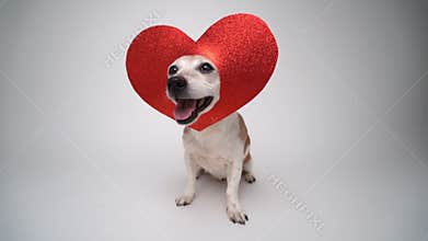 Love symbol red heart decoration on cute dog\'s head.
