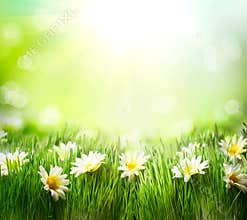 Spring Meadow with Daisies