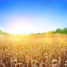 Golden Wheat Field