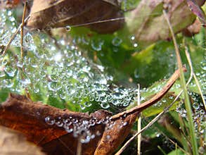 Dew drops on a spiderweb