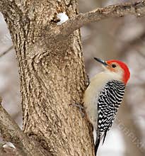 Red-bellied Woodpecker