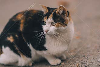 cat on street on day light