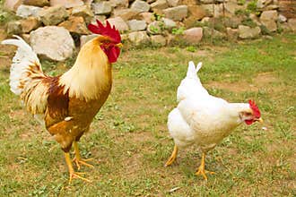 Closeup of two hen in a farmyard
