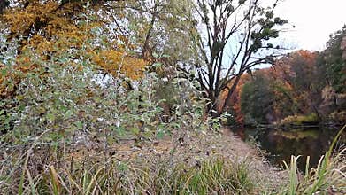 Walking through reeds grass path near autumn river