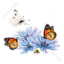 Flower blue chicory butterfly watercolor illustration. Cornflower bee aster chrysanthemum gerbera chamomile. Bouquet