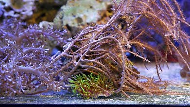 green star polyp colony move long tentacle in circular flow, Kenya tree coral frag, Grube\'s Gorgonian in nano reef marine