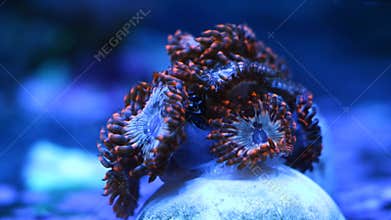 luminescent zoanthus colony grow on frag plug in blue LED low light, soft coral polyp move head, nano reef marine live rock
