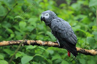 African grey parrot
