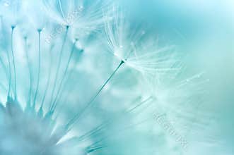 Dandelion Closeup