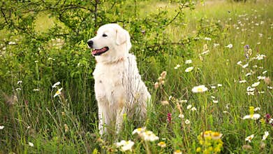 Daisies white dog Maremma Sheepdog in a wreath of daisies sits on a green lawn with wild flowers daisies, walks a pet