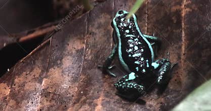 A Top view of a Poison dart frog