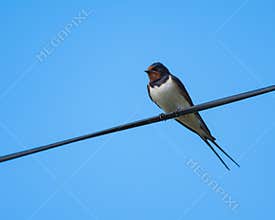 Swallow Resting on a Wire in Spring