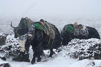 Yak caravan going from Everest Base Camp, Nepal