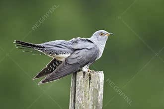 Cuckoo, Cuculus canorus