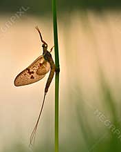 Ephemera vulgata, mayfly flight on a May evening