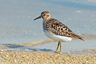 Pectoral Sandpiper