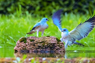 The red-bellied eagle (Accipitersoloensis) is also known as the kite, the red-nosed harrier, and the pigeon hawk.