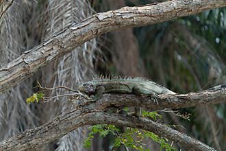 Green iguana