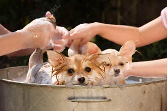 Puppies in a Bath