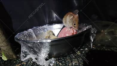 Mice run into the tent of the Ukrainian military