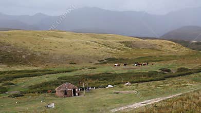 Horses are grazed on a pasture