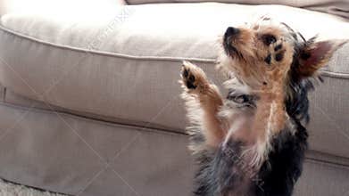 Little puppy rearing up