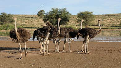 A group of ostriches preening in natural habitat, Kalahari desert, South Africa