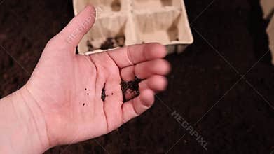 sorrel seeds in hand and cardboard pots filled with soil for