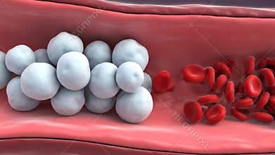 Medical Animation of Red Blood Cells and White Blood Cells Flowing Through Blood Vessel Walls in a Close Up View