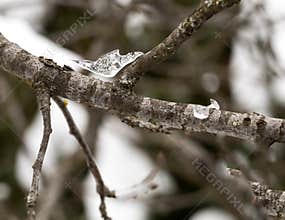 Transparent Ice Formation on Bare Tree Branch