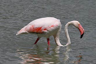 Flamingo foraging in the shallow waters of a salt pan